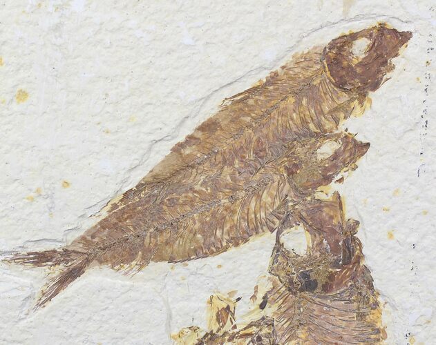 Bargain Multiple Knightia Fossil Fish Plate - x #22295